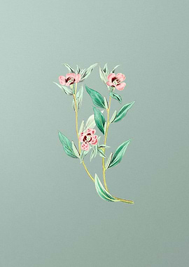 Long Branched Enothera