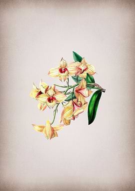 Copper Coloured Dendrobium