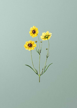 Coreopsis Flower on Mint