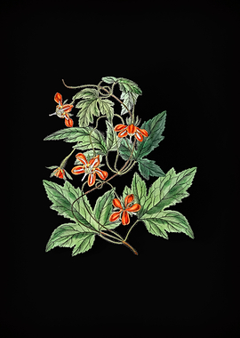 Red Loasa Flower on Black