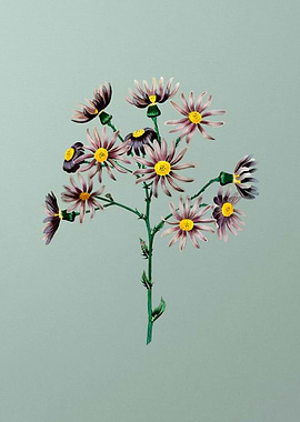 Lilac Senecio Flower