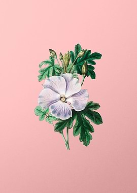 Wrays Hibiscus Flower