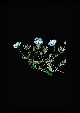 Shewy Nemophila on Black