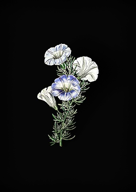 Sky Blue Alona Flower