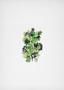 Hairy LeafBlack Hawthorn