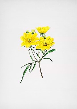 Golden Coreopsis Flower