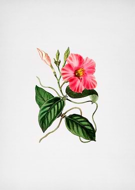 Knob Jointed Dipladenia