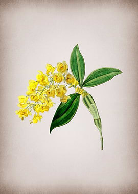 Dendrobium on Parchment