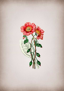 Calandrinia on Parchment