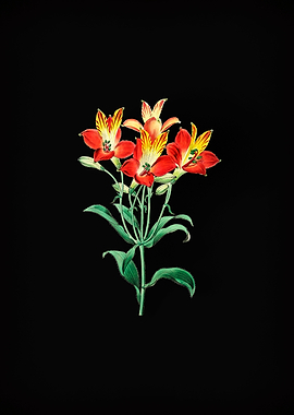 Red Speckled Alstromeria