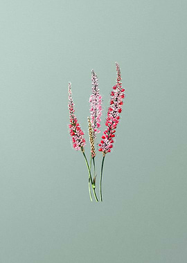 Polygonum Flower on Mint