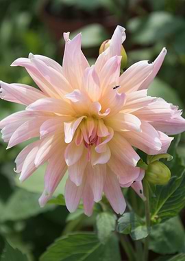 dahlia in spring season
