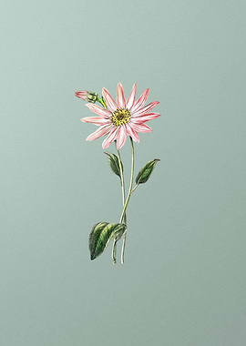 Vintage Echinacea on Mint