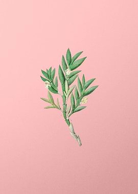 Two Edge Dendrobium Flower