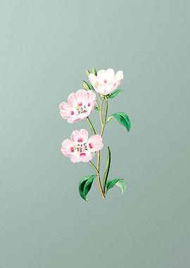 Pink Oenothera Flower