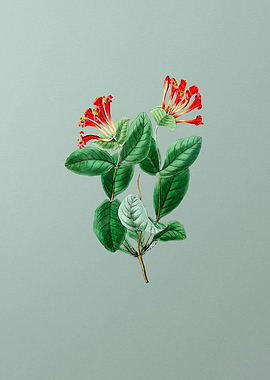 North West Honeysuckle