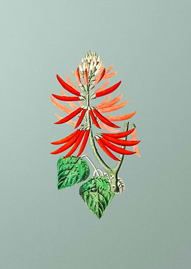 Naked Flowering Erythrina