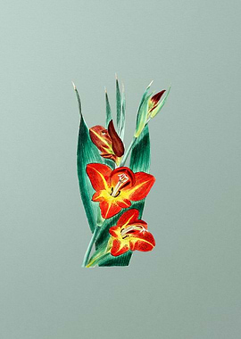 Parrot Gladiole Flower