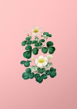 Variable Oxalis Branch