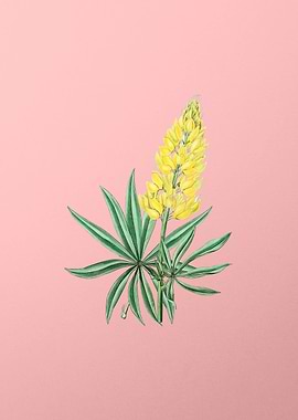 Yellow Lupine Flower