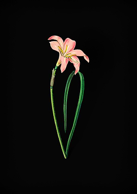 Zephyranthes Flower
