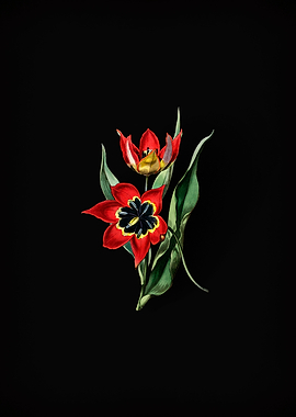 Red Strong Smelling Tulip