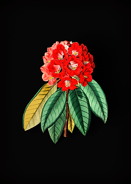 Rhododendron Rollissonii