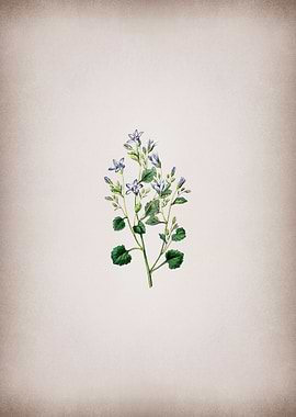 Dalmatian Wall Campanula