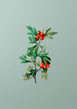 Morocco Hawthorn Flower