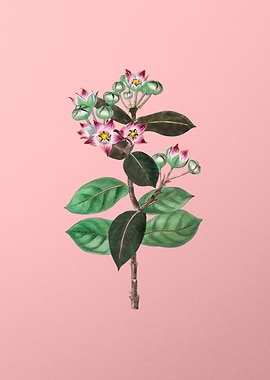 Tall Calotropis Flower