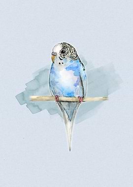 Blue spotted budgerigar