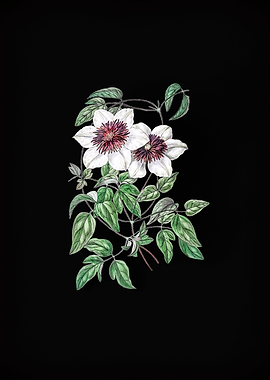 Vintage Clematis on Black