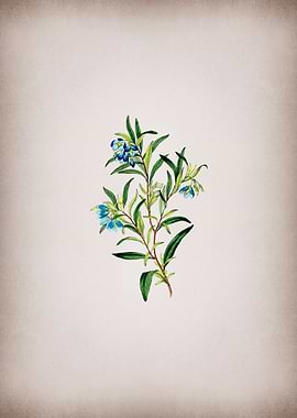 Blue Narrow Leaved Sollya