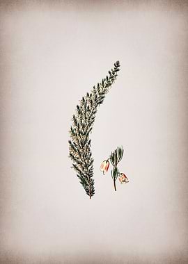 Bell Bearing Heath Flower