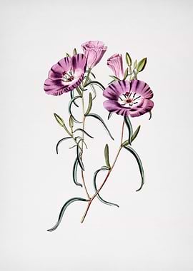 Vintage Evening Primrose