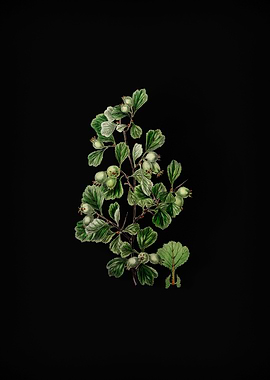 Spathula Leaf Thorn Flower