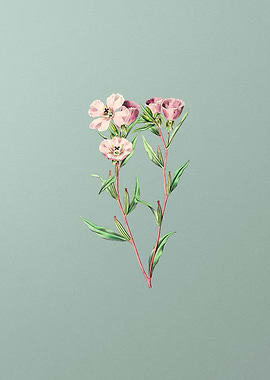 Pale Corona Amaryllis