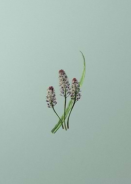 Meadow Squill Flower