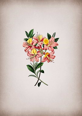 Changeable Pontic Azalea