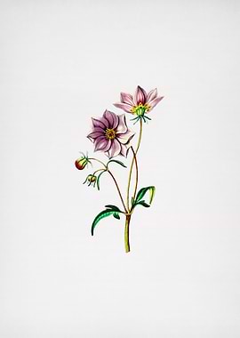 Vintage Dwarf Dahlia