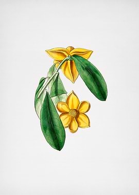 Laurel Leaf Custard Apple