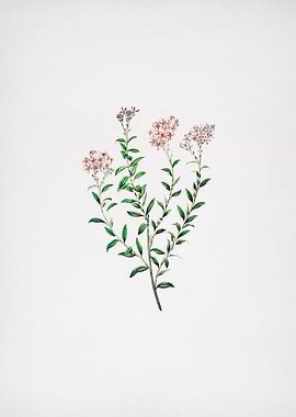 Vintage Selago Flower