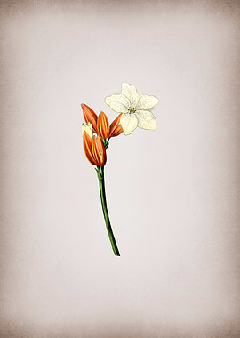 Brasilian Red Coat Flower