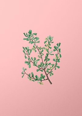 Three Tooth Purshia Flower