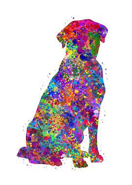 Labrador Retriever dog