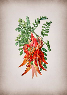 Crimson Glory Pea Flower