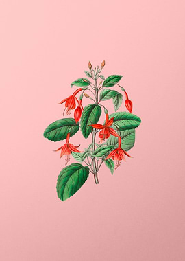Fuchsia Flower Branch