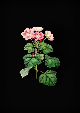 Rhomb Leaf Palavia Flower