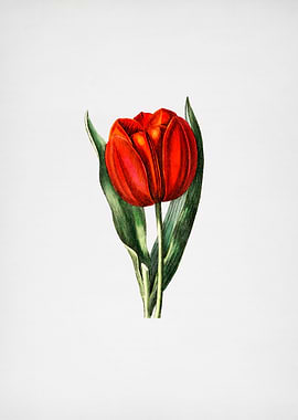 Gesners Tulip Branch