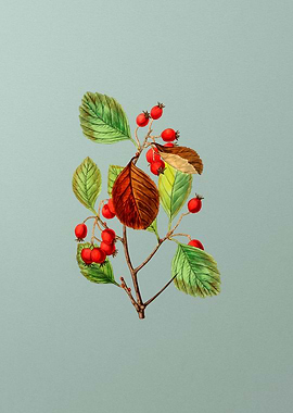 Plum Leaved Thorn Flower